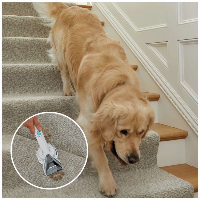 Shark Aparat za uklanjanje mrlja,  StainStriker Pet Stain Cleaner - PX200EUT - Image 7